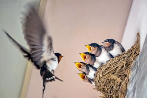 ネストの個別指導　【公立小・私立小学生】