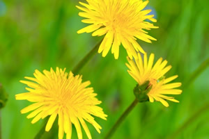 ネストの個別指導　【SPI非言語対策・大学生】